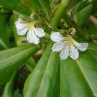 Scaevola taccada (Gaertn.) Roxb.